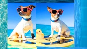 Solving Dog Behavior Problems: Become a Certified Trainer