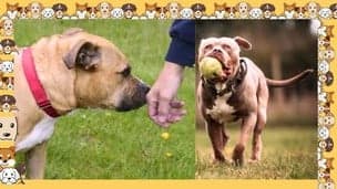 Complete Pet Care Guide:  Solve Your Dog Care Challenges
