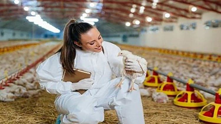 poultry farming Broiler farming crash course
